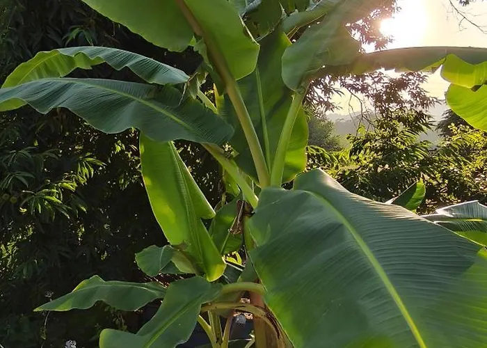 Дом отдыха Casa Nova Oliveiras *